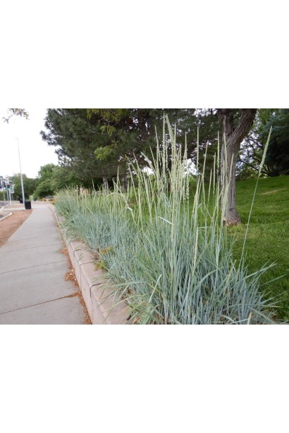 Колосняк піщаний